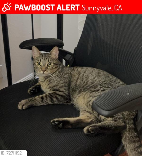 Lost Male Cat last seen East Maude Ave, Sunnyvale, CA 94085