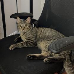 Lost Male Cat last seen East Maude Ave, Sunnyvale, CA 94085