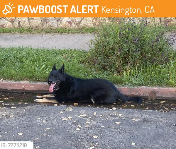 Found/Stray Unknown Dog last seen Ardmore Rd and Ardmore Path, Kensington, CA 94707