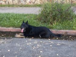 Found/Stray Unknown Dog last seen Ardmore Rd and Ardmore Path, Kensington, CA 94707