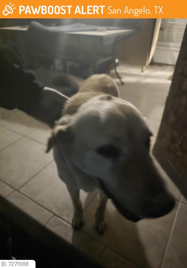 Found/Stray Male Dog last seen Woodland and college Hills, San Angelo, TX 76904