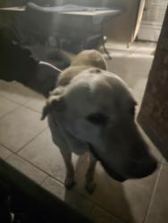 Found/Stray Male Dog last seen Woodland and college Hills, San Angelo, TX 76904