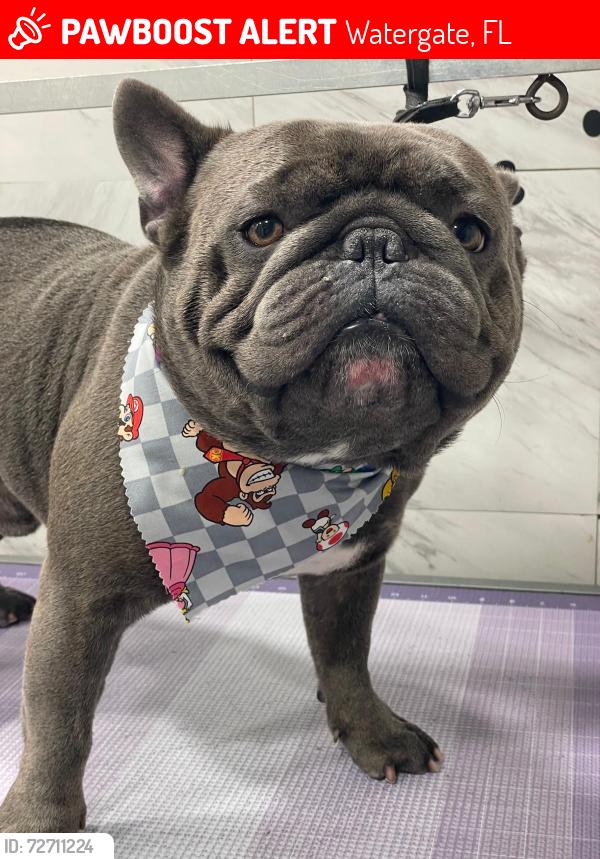 Lost Male Dog last seen Watergate cir Boca raton, Watergate, FL 33428