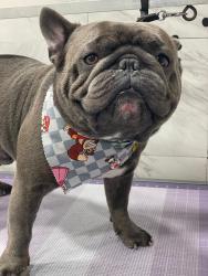 Lost Male Dog last seen Watergate cir Boca raton, Watergate, FL 33428