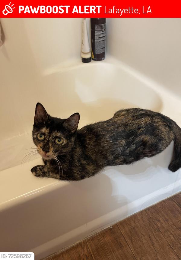 Lost Female Cat last seen Duson area, Lafayette, LA 70507
