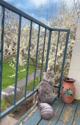 Lost Male Cat last seen Cornell road and Murray , Portland, OR 97229