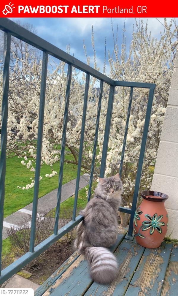 Lost Male Cat last seen Cornell road and Murray , Portland, OR 97229