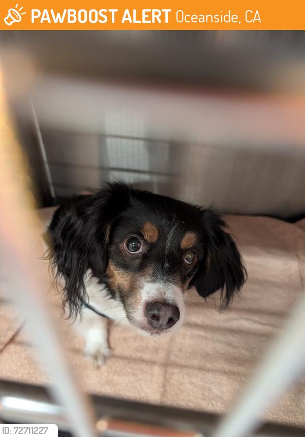 Found/Stray Male Dog last seen Vista way, Oceanside, CA 92054