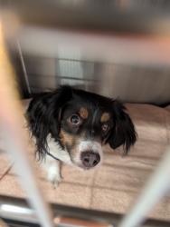 Found/Stray Male Dog last seen Vista way, Oceanside, CA 92054