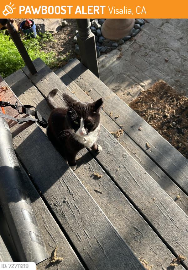 Found/Stray Unknown Cat last seen Murray and race, Visalia, CA 93291
