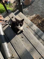 Found/Stray Unknown Cat last seen Murray and race, Visalia, CA 93291