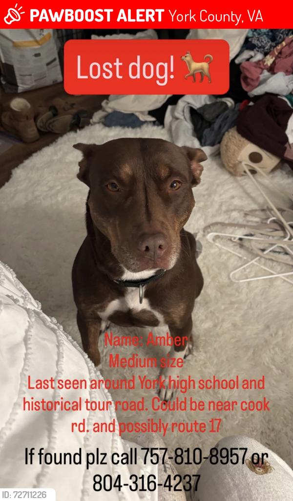 Lost Female Dog last seen Near and historical tour road, York County, VA 23692