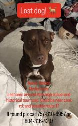 Lost Female Dog last seen Near and historical tour road, York County, VA 23692