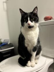 Found/Stray Male Cat last seen E Ormsby & E Camp Street , Louisville, KY 40217