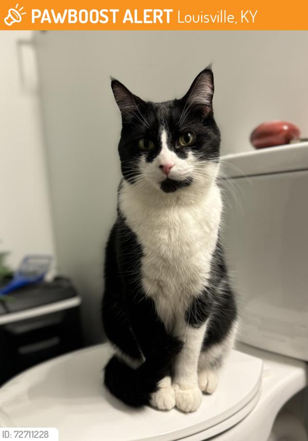Found/Stray Male Cat last seen E Ormsby & E Camp Street , Louisville, KY 40217