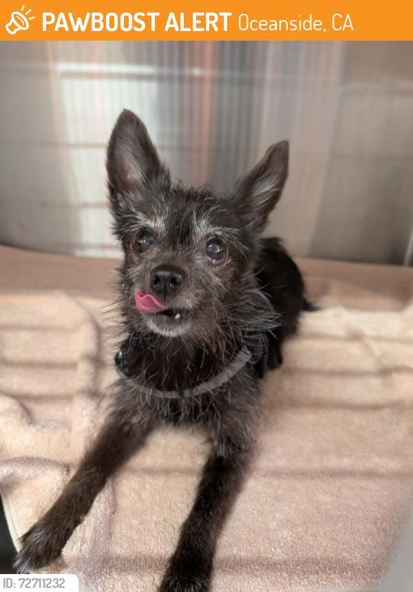 Found/Stray Female Dog last seen Vista way, Oceanside, CA 92054