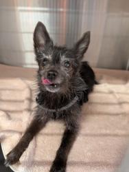 Found/Stray Female Dog last seen Vista way, Oceanside, CA 92054