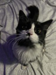 Lost Male Cat last seen 49th and desert cove, Glendale, AZ 85304