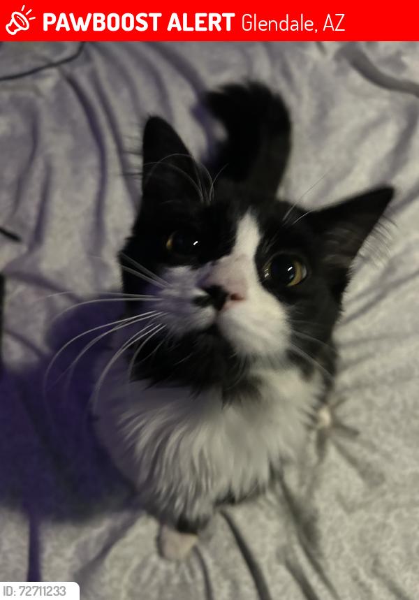 Lost Male Cat last seen 49th and desert cove, Glendale, AZ 85304