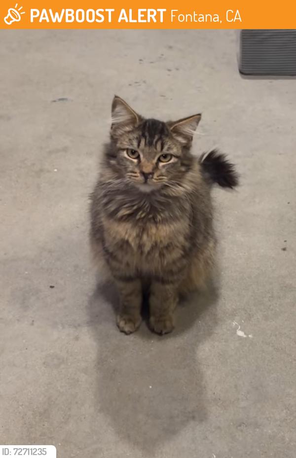 Found/Stray Unknown Cat last seen Found near Locust Elementary , Fontana, CA 92336