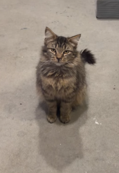 Found/Stray Unknown Cat last seen Found near Locust Elementary , Fontana, CA 92336