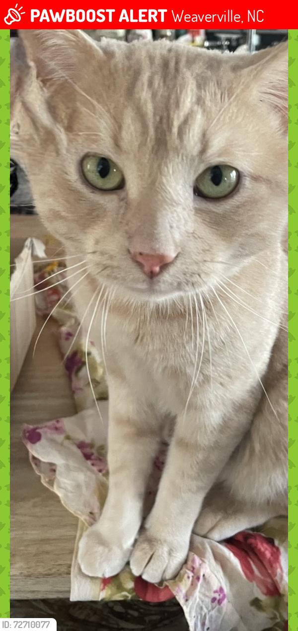 Lost Male Cat last seen Near Ox Creek Rd., Weaverville, Weaverville, NC 28787