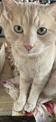 Lost Male Cat last seen Near Ox Creek Rd., Weaverville, Weaverville, NC 28787