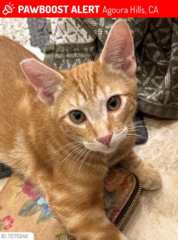Lost Male Cat last seen LETICIA CT & ROBLES , Agoura Hills, CA 91301