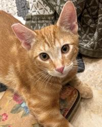 Lost Male Cat last seen LETICIA CT & ROBLES , Agoura Hills, CA 91301