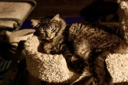 Lost Male Cat last seen Cortez and 25th st, Fort Pierce, FL 34982