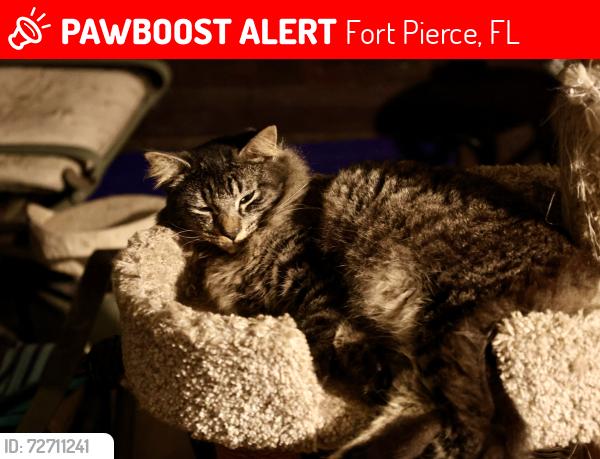 Lost Male Cat last seen Cortez and 25th st, Fort Pierce, FL 34982