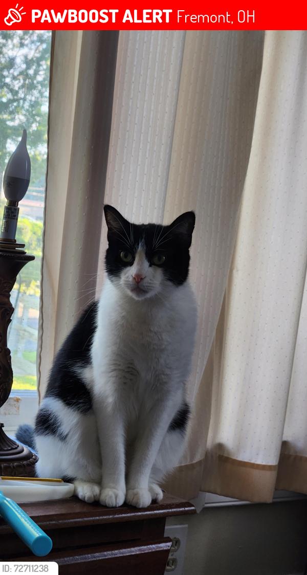 Lost Female Cat last seen LINCOLN, Garrison, Fremont, OH 43420