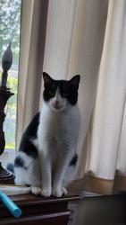 Lost Female Cat last seen LINCOLN, Garrison, Fremont, OH 43420