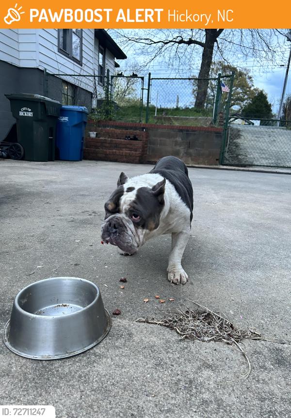 Found/Stray Male Dog last seen Hwy 127, Hickory, NC 28602