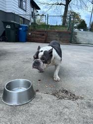 Found/Stray Male Dog last seen Hwy 127, Hickory, NC 28602