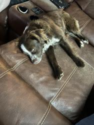Lost Male Dog last seen Smithville are , Bloomington, IN 47401
