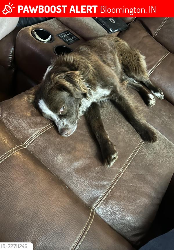 Lost Male Dog last seen Smithville are , Bloomington, IN 47401