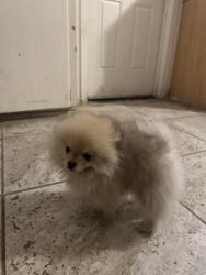 Lost Male Dog last seen 55th ave and thomas, Phoenix, AZ 85035
