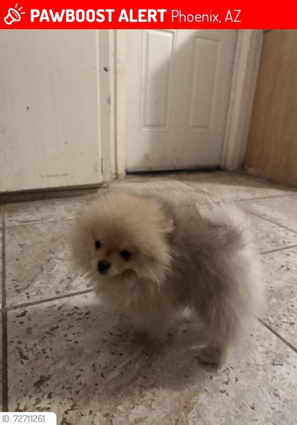 Lost Male Dog last seen 55th ave and thomas, Phoenix, AZ 85035