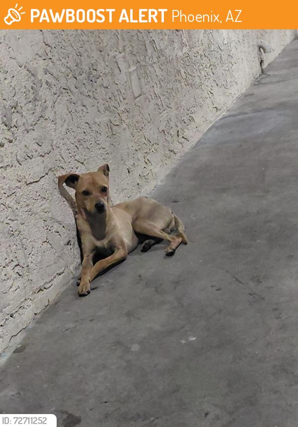 Found/Stray Male Dog last seen The red roof inn, Phoenix, AZ 85004