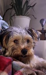 Found/Stray Male Dog last seen Corner of sus and stilton, Nashville, TN 37207