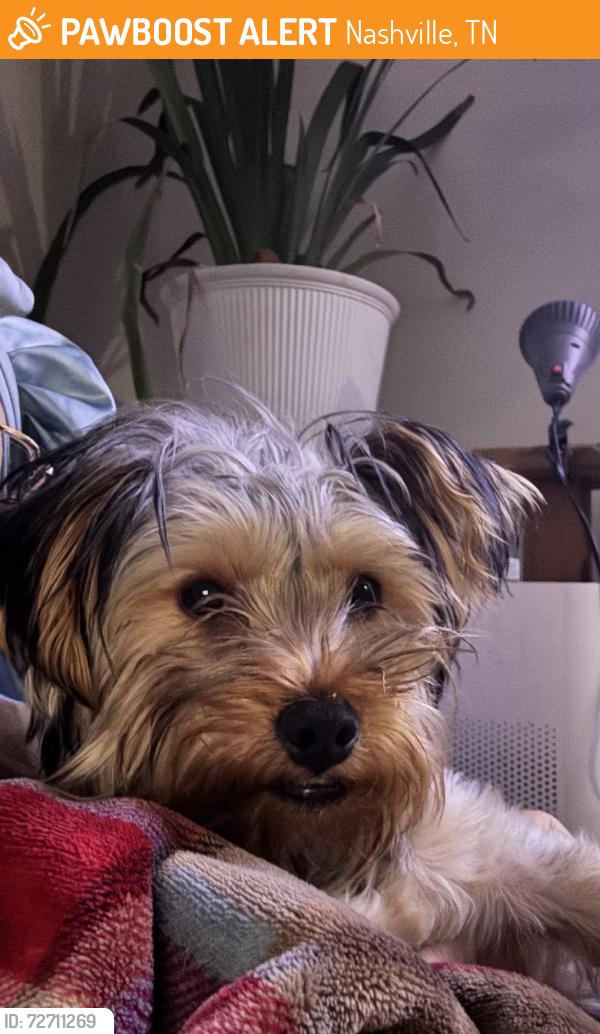 Found/Stray Male Dog last seen Corner of sus and stilton, Nashville, TN 37207