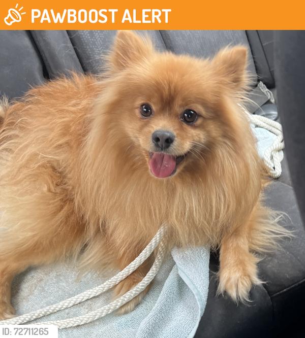 Found/Stray Male Dog last seen Randall circle , Loyalsock Township, PA 17701