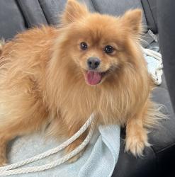 Found/Stray Male Dog last seen Randall circle , Loyalsock Township, PA 17701