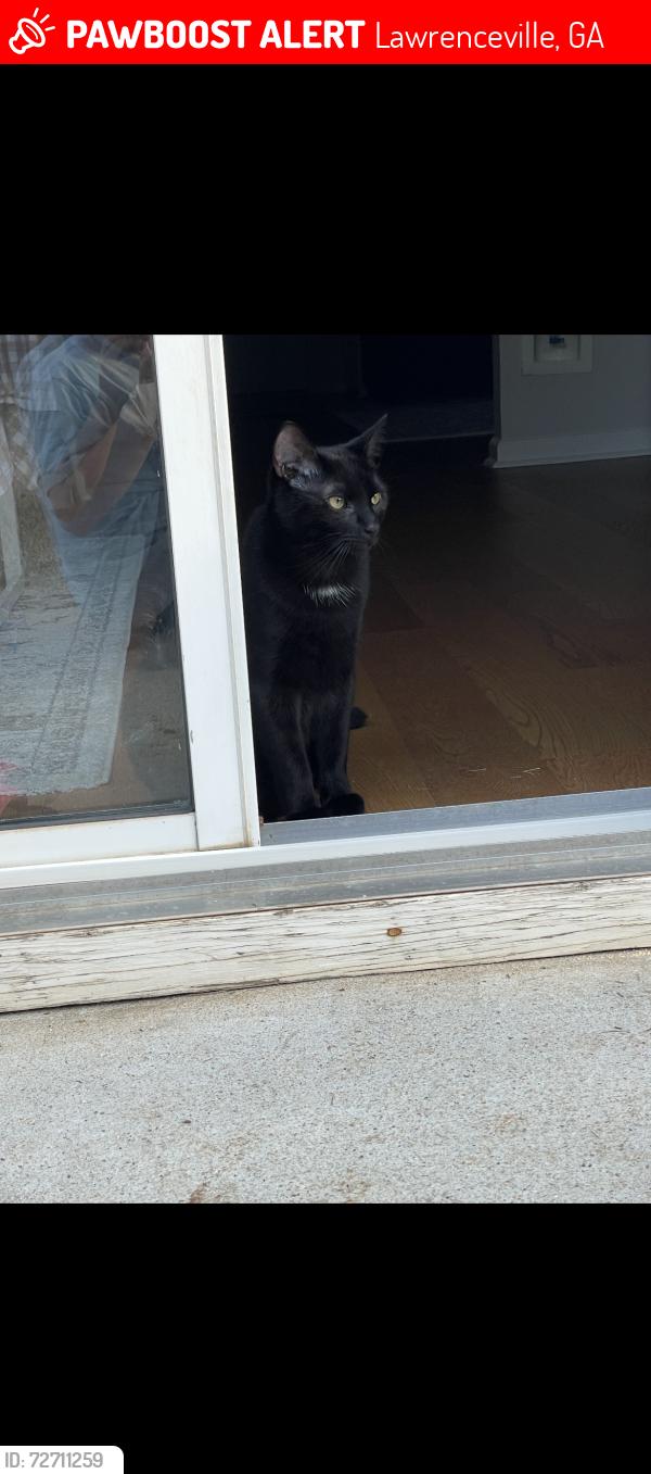Lost Male Cat last seen Springlake Cove Subdivision on Papermill Road , Lawrenceville, GA 30046