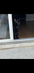 Lost Male Cat last seen Springlake Cove Subdivision on Papermill Road , Lawrenceville, GA 30046
