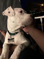 Lost Male Dog last seen Near Harmony St 27106, cerca a orilla del Walmart , Winston-Salem, NC 27105