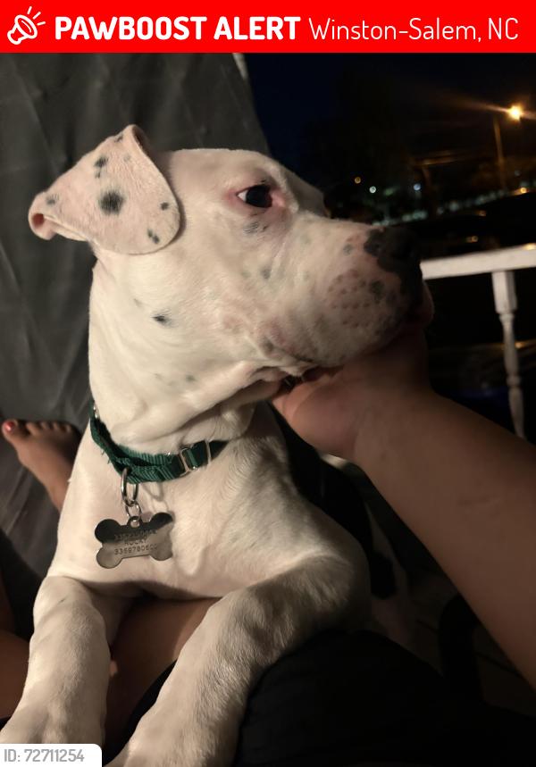 Lost Male Dog last seen Near Harmony St 27106, cerca a orilla del Walmart , Winston-Salem, NC 27105