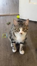 Lost Male Cat last seen Jeffrey ave , Sacramento, CA 95820