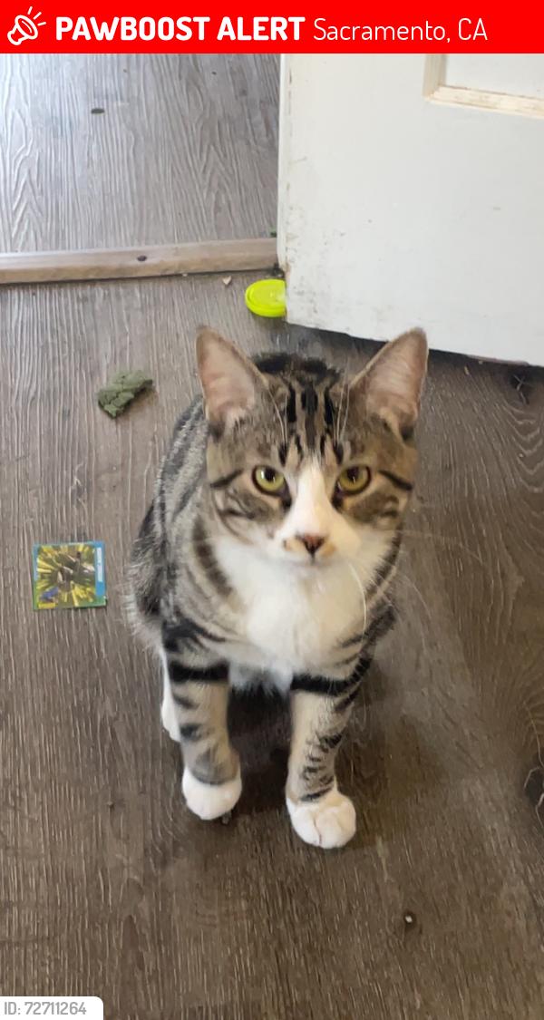Lost Male Cat last seen Jeffrey ave , Sacramento, CA 95820